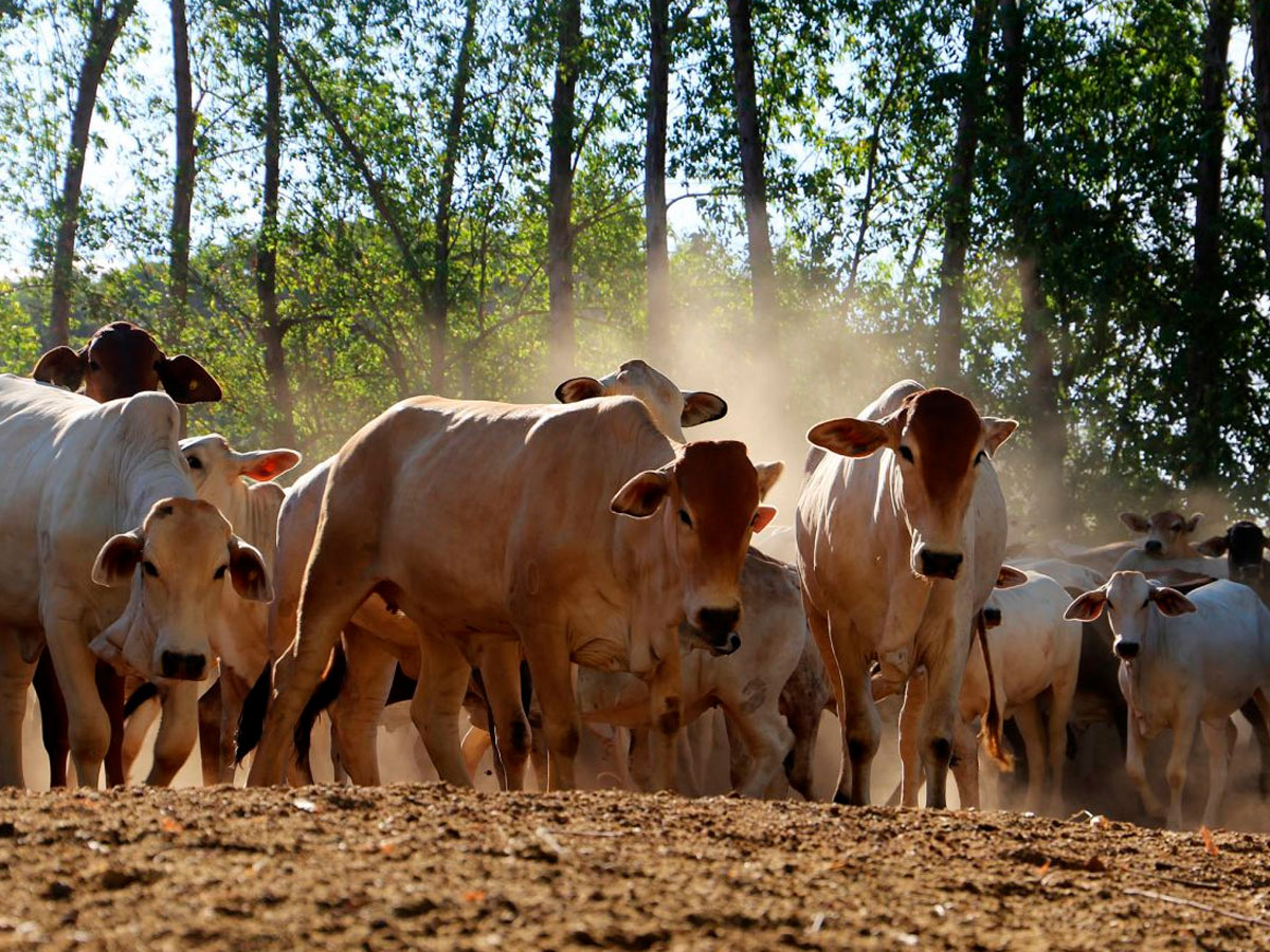 Fazenda agropecuária — Aberdeen Angus